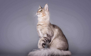 Maine Coon tyttö 4v (3 valokuva sivusta 5)