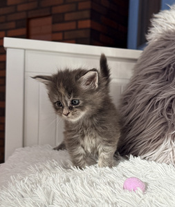 Maine coon. (5 valokuva sivusta 7)