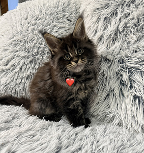 Maine coon poika pennut (3 valokuva sivusta 4)