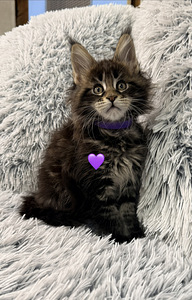 Maine coon poika pennut (4 valokuva sivusta 4)