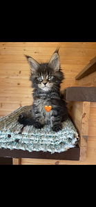 Maine coon pennut (2 valokuva sivusta 3)