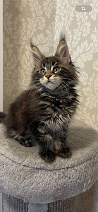 Maine coon (1 valokuva sivusta 9)
