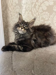 Maine coon (4 valokuva sivusta 9)