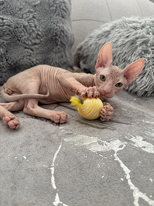 Don Sphynx kassipoja (4 foto / 4)