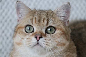Британский котенок (3 фото из 3)