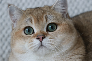 Британский котенок (3 фото из 3)