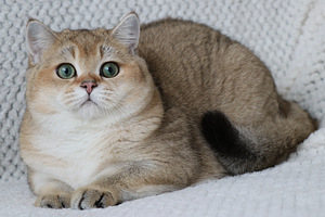 Британский котенок (2 фото из 3)