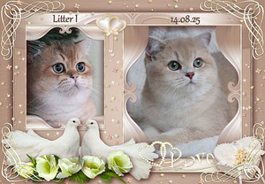 Британский котенок (4 фото из 4)