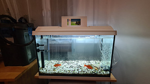 Akvaarium Juwel primo 70 kaladega (1 foto / 6)