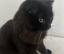 8kk kissa