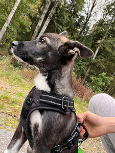 Sekarotuinen/saksanpaimenkoira mix Luna (2 valokuva sivusta 7)