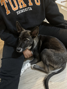 Sekarotuinen pentu etsii uutta kotia (2 valokuva sivusta 5)