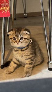 Scottish/Siperia poika pentu (2 valokuva sivusta 4)