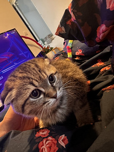 Scottish/Siperia poika pentu (3 valokuva sivusta 4)