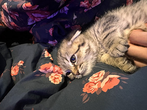 Scottish/Siperia poika pentu (4 valokuva sivusta 4)