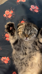 Coco etsii omaa kotia (1 valokuva sivusta 4)