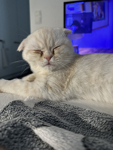 Kissan pentu (4 valokuva sivusta 4)