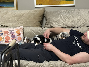 Pieniamerikanpaimenkoira (1 valokuva sivusta 7)