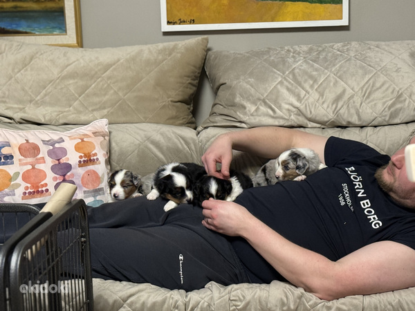 Pieniamerikanpaimenkoira