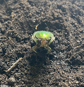 Rose Chafer (Cetonia aurata) põrnikas