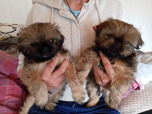 Shih tzu-pennut