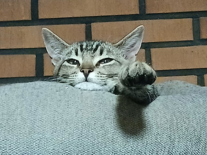 Poikakissanpentu