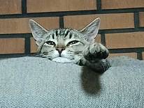 Poikakissanpentu