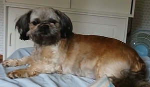 Shih tzu