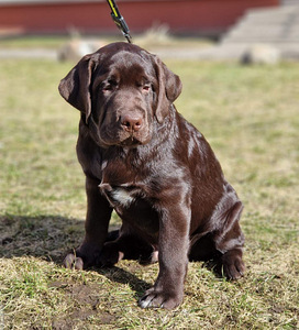 Labrador Retriver EKL/FCI (1 foto / 3)