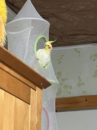 Обменять кореллу