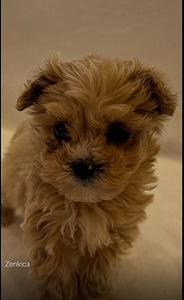 MALTIPOO KUTSIKAD (4 foto / 5)