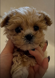 MALTIPOO KUTSIKAD (5 foto / 5)