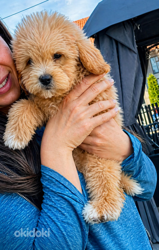Maltipoo kutsikad