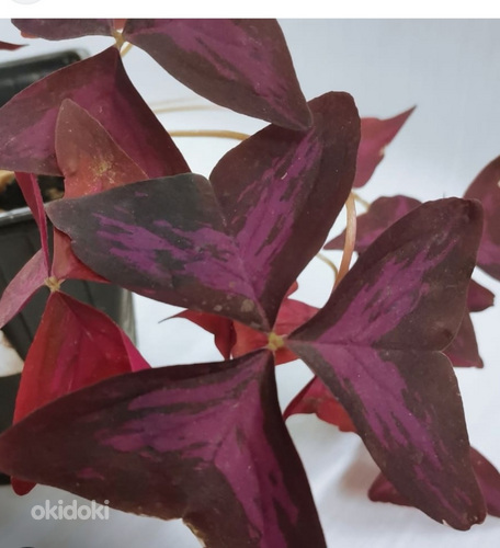 Oxalis ( Кислица)