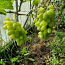 1-aastased viinamarja seemikud (foto #3)