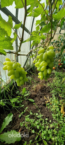 1-летние саженцы винограда (фото #3)