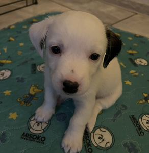 Jack Russell kutsikad, emane, Viimane! (1 foto / 3)
