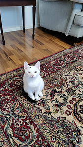 Maatias kissanpentuja (4 valokuva sivusta 4)