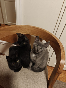 Ihania maatiais kissanpentuja (1 valokuva sivusta 6)