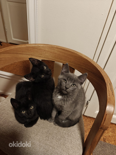 Ihania maatiais kissanpentuja