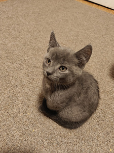 Ihania maatiais kissanpentuja (2 valokuva sivusta 6)