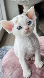 Devon Rex isane kassipoeg otsib armastavat kodu!