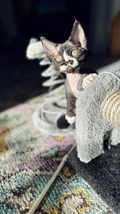 Devon Rex kassipojad otsivad armastavat kodu! (2 foto / 7)