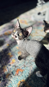 Devon Rex kassipojad otsivad armastavat kodu! (3 foto / 7)