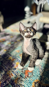 Devon Rex kassipojad otsivad armastavat kodu! (4 foto / 7)