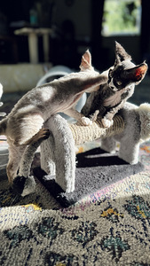 Devon Rex kassipojad otsivad armastavat kodu! (5 foto / 7)