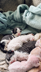 Devon Rex kassipojad otsivad armastavat kodu! (7 foto / 7)