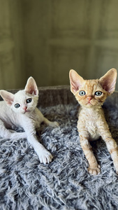 Devon Rex kassipojad otsivad armastavat kodu! (5 foto / 8)