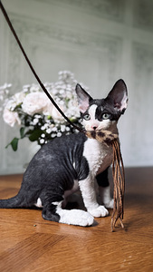 Devon Rex kassipojad otsivad armastavat kodu! (6 foto / 8)