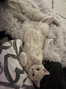 British Shorthair (3 valokuva sivusta 4)